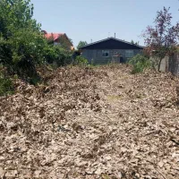 فروش درخت میوه