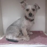 سگ پا کوتاه|سگ|قم, قم نو|دیوار