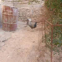 خروس لهستانی