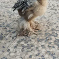 جوجه گلین و برهما اصل|حیوانات مزرعه|شیراز, کرونی(خاتونک)|دیوار