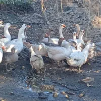 29قازمحلی باخرگوش لپ|حیوانات مزرعه|مریوان, |دیوار