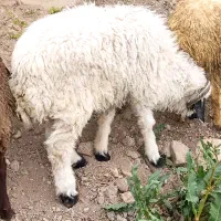 بره  شیشک شاخی داشتی و کشتاری