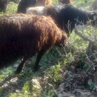 ۲ عدد بره نر