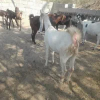 فروشی توافقی