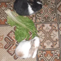 دوتابچه خرگوش نروماده وقفس