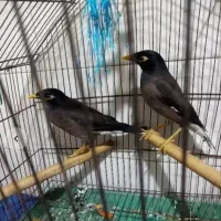 پرنده مرغ مینا پرواز کرده