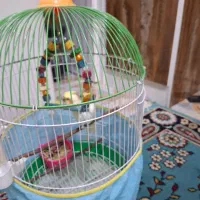 عروس هلندی|پرنده|گرگان, |دیوار