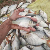 بچه ماهی آمور وکپور