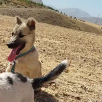 سگ پاکوتاه|سگ|دینور, |دیوار