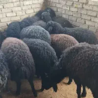بره