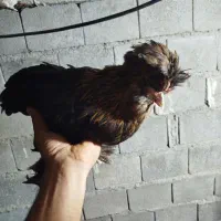 مرغ خروس لهستانی|حیوانات مزرعه|آبپخش, |دیوار