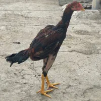 خروس اصل ۴ماهه