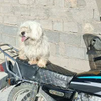 پاپی پشمالو
