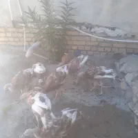 تعداد پنج عدد بوقلمون محلی