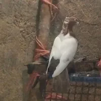 کفتر|پرنده|جوین, |دیوار