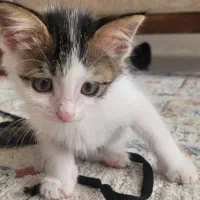 واگذاری گربه