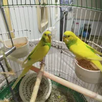 دو عدد مرغ عشق زیبا رنگ قناری