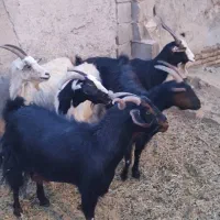 بز جوان ودرشت|حیوانات مزرعه|تهران, افسریه جنوبی|دیوار