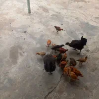 جوجه محلی ۷۰ روزه