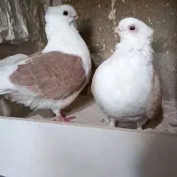 کفتر یا کبوتر|پرنده|ملکان, |دیوار