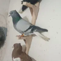 سینه دم سفید شمعک تخت سرک