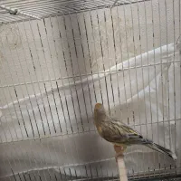 قناری نر اوپال