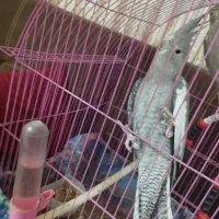 طوطی عروس|پرنده|رشت, حومه رشت|دیوار