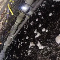 کود کمپوست برای کشاورزی هزینه نداره|خدمات باغبانی و درختکاری|سنندج, |دیوار