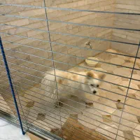 سگ خانگی پامر|سگ|یزد, |دیوار