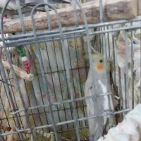 عروس هلندی|پرنده|قم, قلعه عموحسین|دیوار