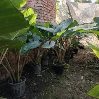 گل بابا آدم|گل و گیاه طبیعی|آمل, |دیوار