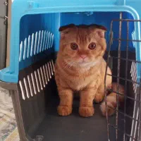اسکاتیش نر ۵ ماهه