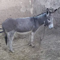 الاغ گوسفند تندرو|حیوانات مزرعه|میانه, |دیوار