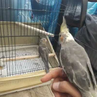 عروس هلندی|پرنده|کرج, مصباح|دیوار