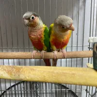 ۴ جفت گرینچیک