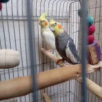 عروس هلندی یک جفت