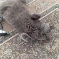 اسکاتیش یک ساله نر|گربه|بومهن, |دیوار