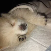 سگ فنجانی|سگ|کرمانشاه, |دیوار