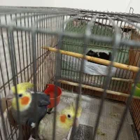 جوجه های عروس هلندی ۳ماهه به بالا|پرنده|تهران, مینای جنوبی|دیوار