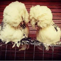 مرغ سلطان آذری|حیوانات مزرعه|تبریز, |دیوار