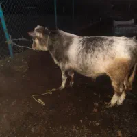 گوساله نر|حیوانات مزرعه|توتکابن, |دیوار