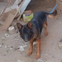 فروش سگ ژرمن کلاس a ماده 18ماهه|سگ|جیرفت, |دیوار