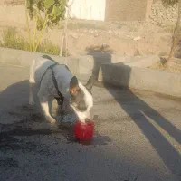 سگ اشتیپس|سگ|سبزوار, شهرک ابوذر|دیوار