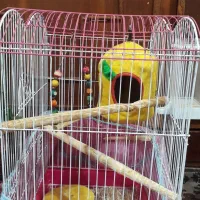 گمشده ،گرینچیگ