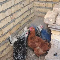 مرغ گلین  چهل تاج ریش دار