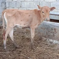 گاو گوساله گوسفند بز بره گاومیش درشادگان|حیوانات مزرعه|شادگان, |دیوار