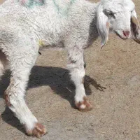 بره ماده یکماهه