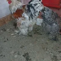 مرغ و خروس برهما سنگین کار داده|حیوانات مزرعه|لاهیجان, شهرک سلمان فارسی|دیوار