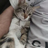 گربه گمشده مژدگانی داده میشه