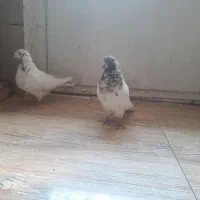 یه جفت کفتر کله ای|پرنده|ملایر, |دیوار